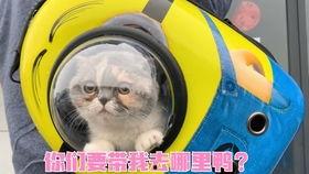 精品猫咪大香蕉,探寻精品猫咪的趣味生活