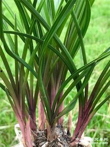 香蕉精品九九九草,探寻天然健康之选