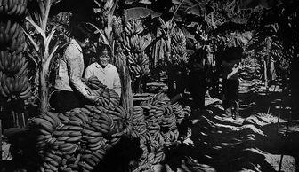 成人动态香蕉荔枝视频,香蕉荔枝，激情四溢的视觉盛宴