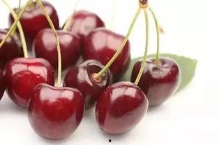 茄子视频香蕉樱桃番茄